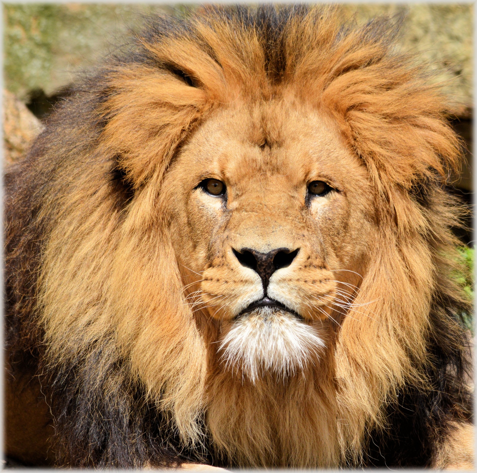 Liūtas,  Liūtas,  Laukinė Gamta,  Medžiotojas,  Gyvūnas,  Gyvūnai,  Zoologijos Sodas,  Artis,  Amsterdamas,  Holland