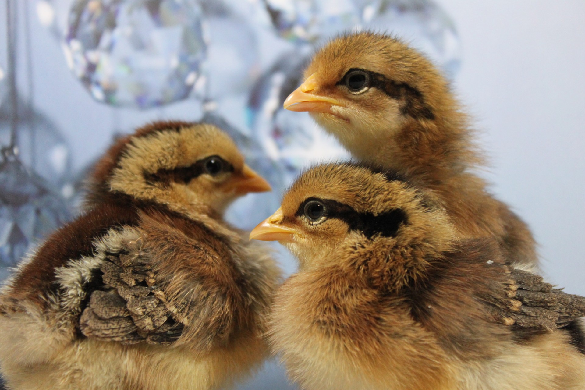 Vištiena,  Viščiukai,  Leghorn,  Legoros,  Viščiukai,  Viščiukas,  Kūdikių & Nbsp,  Gyvūnai,  Leghorn Viščiukai, Nemokamos Nuotraukos