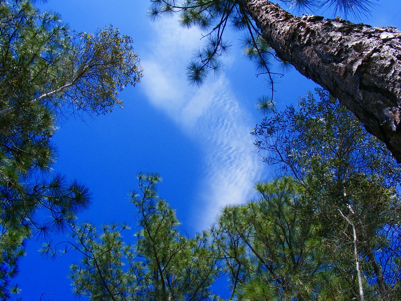 Lehigh Acres, Florida, Pušis, Medis, Pušies Adatos, Gamta, Visžalis, Adata, Adatos, Dangus