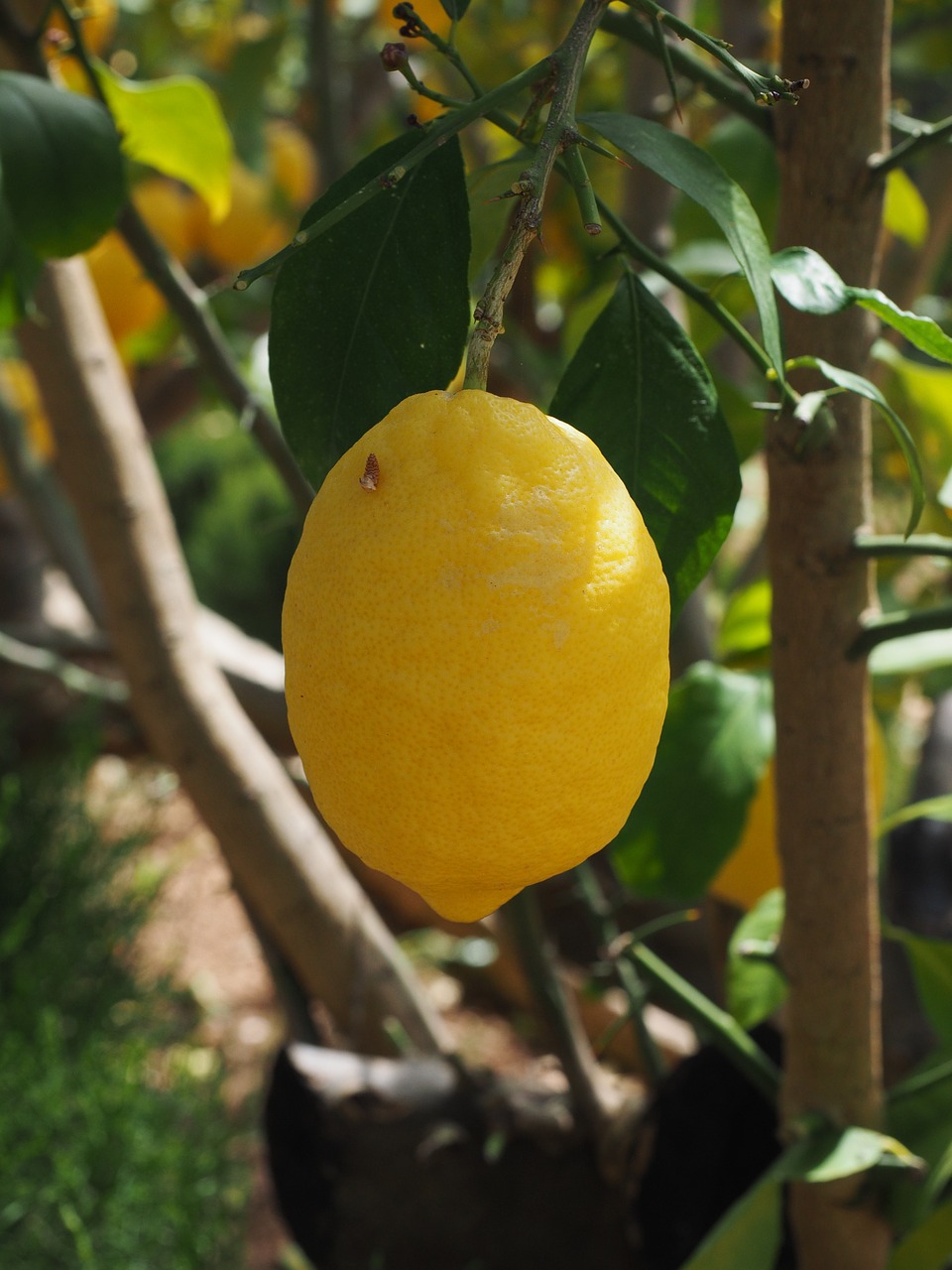 Citrina, Limone, Citrinmedis, Citrusas × Limon, Citrusiniai, Vaisiai, Tropiniai Vaisiai, Geltona, Prinokę, Vitaminai