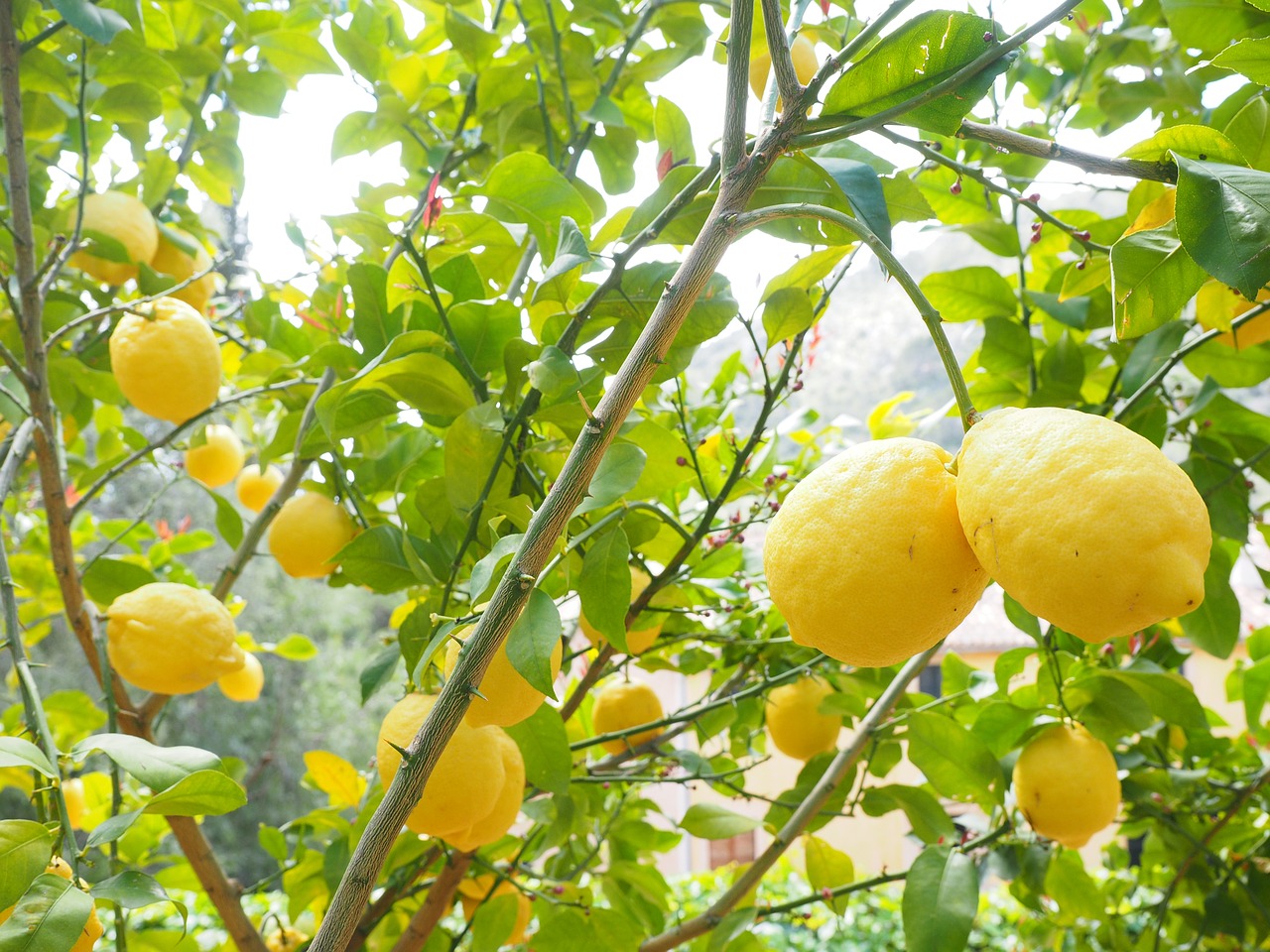 Citrina, Limone, Citrinmedis, Citrusas × Limon, Citrusiniai, Vaisiai, Tropiniai Vaisiai, Geltona, Prinokę, Vitaminai