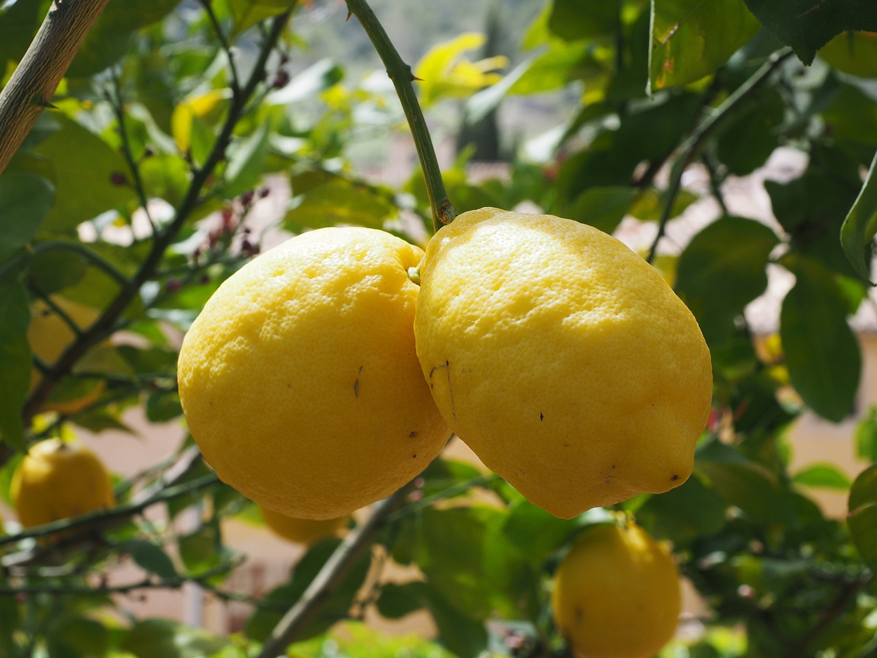 Citrina, Limone, Citrinmedis, Citrusas × Limon, Citrusiniai, Vaisiai, Tropiniai Vaisiai, Geltona, Prinokę, Vitaminai