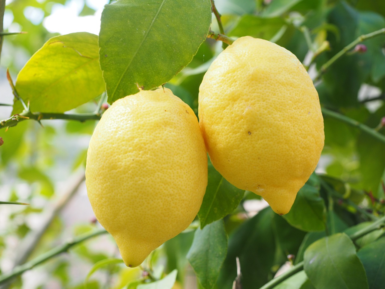 Citrina, Limone, Citrinmedis, Citrusas × Limon, Citrusiniai, Vaisiai, Tropiniai Vaisiai, Geltona, Prinokę, Vitaminai