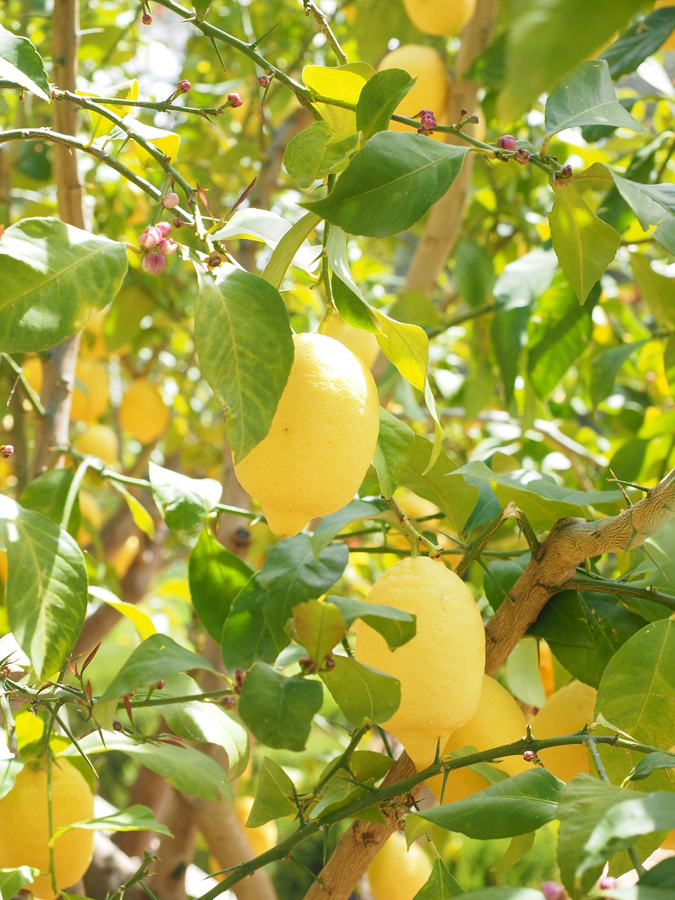 Citrina, Limone, Citrinmedis, Citrusas × Limon, Citrusiniai, Vaisiai, Tropiniai Vaisiai, Geltona, Prinokę, Vitaminai