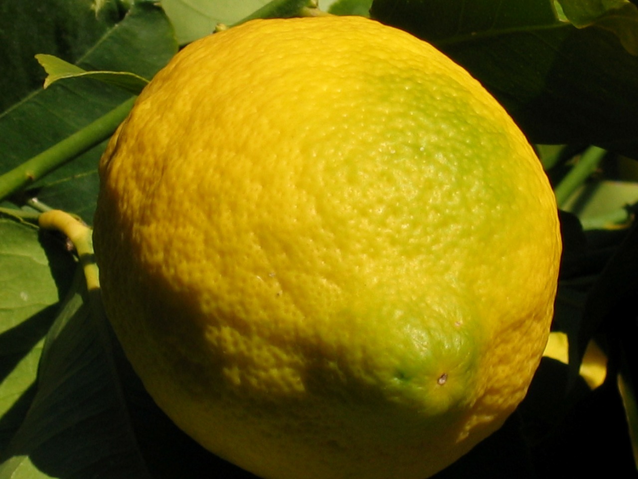 Citrina, Vaisiai, Citrusiniai, Geltona, Medis, Gamta, Makro, Daržovių, Nemokamos Nuotraukos,  Nemokama Licenzija