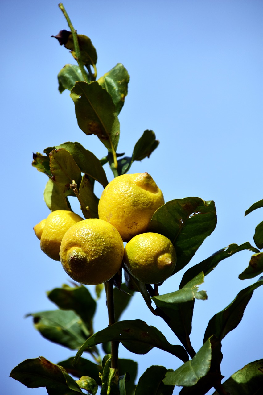 Citrina, Citrinmedis, Citrusiniai Vaisiai, Vaisiai, Medis, Žalias, Geltona, Rūgštus, Vaisiai, Viduržemio Jūros