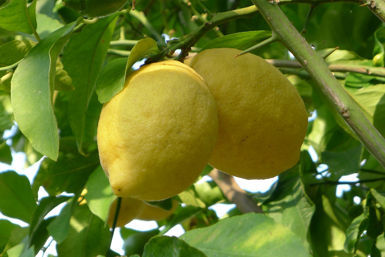 Citrina, Vaisiai, Maistas, Šviežias, Vitaminas, Sveikas, Citrusiniai, Vasara, Geltona, Spalvinga