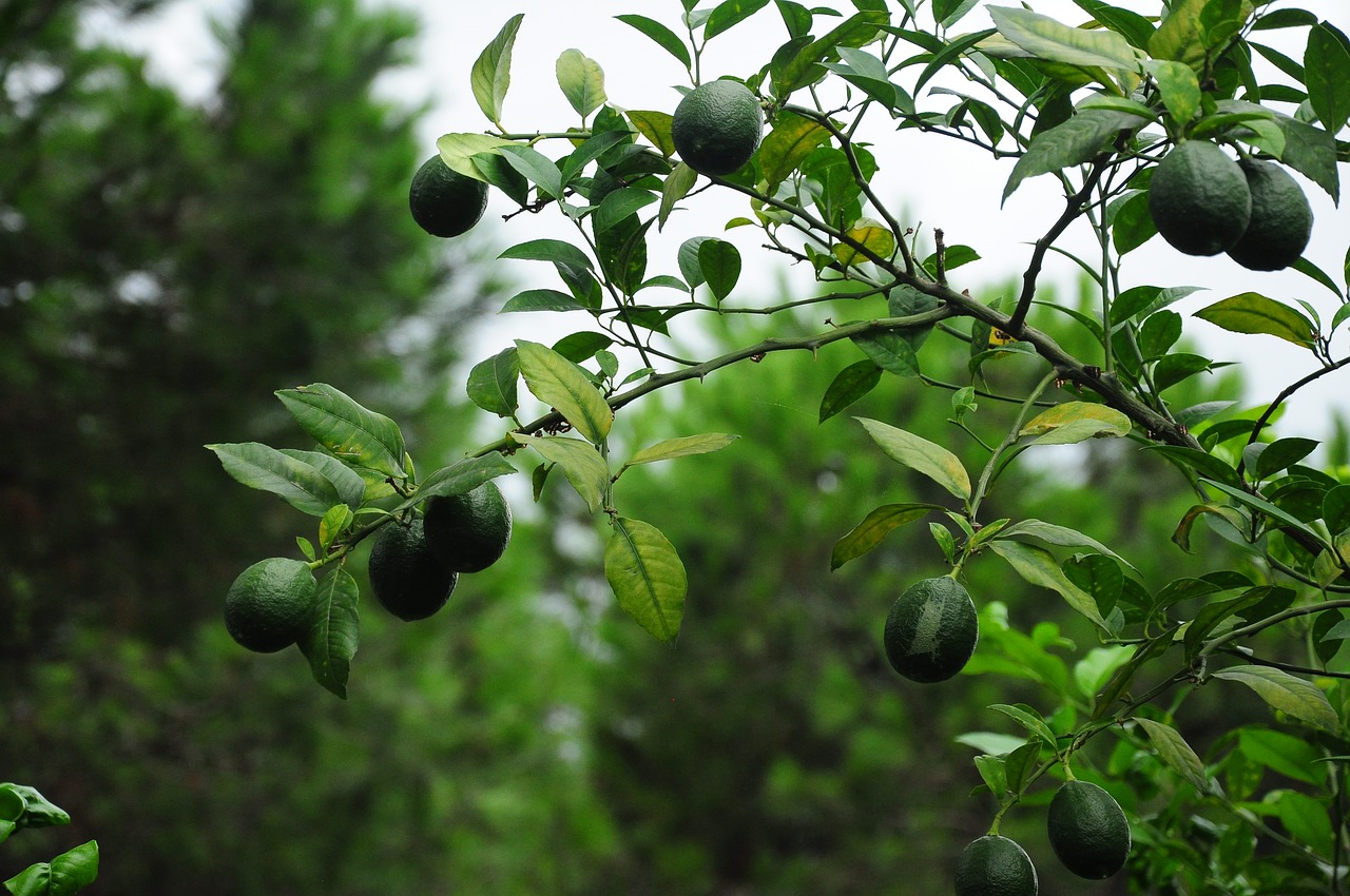 Citrina, Citrinmedis, Citrinos Sūris, Žalias, Vaisiai, Nemokamos Nuotraukos,  Nemokama Licenzija