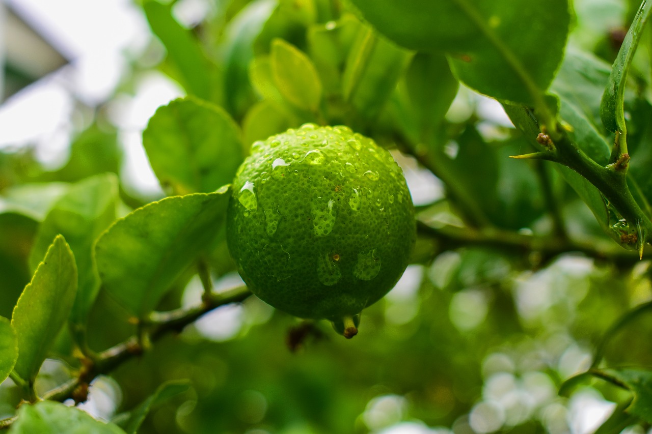 Citrina,  Pobūdį,  Citrusinių,  Citrinos Su Lašų Lietaus, Nemokamos Nuotraukos,  Nemokama Licenzija