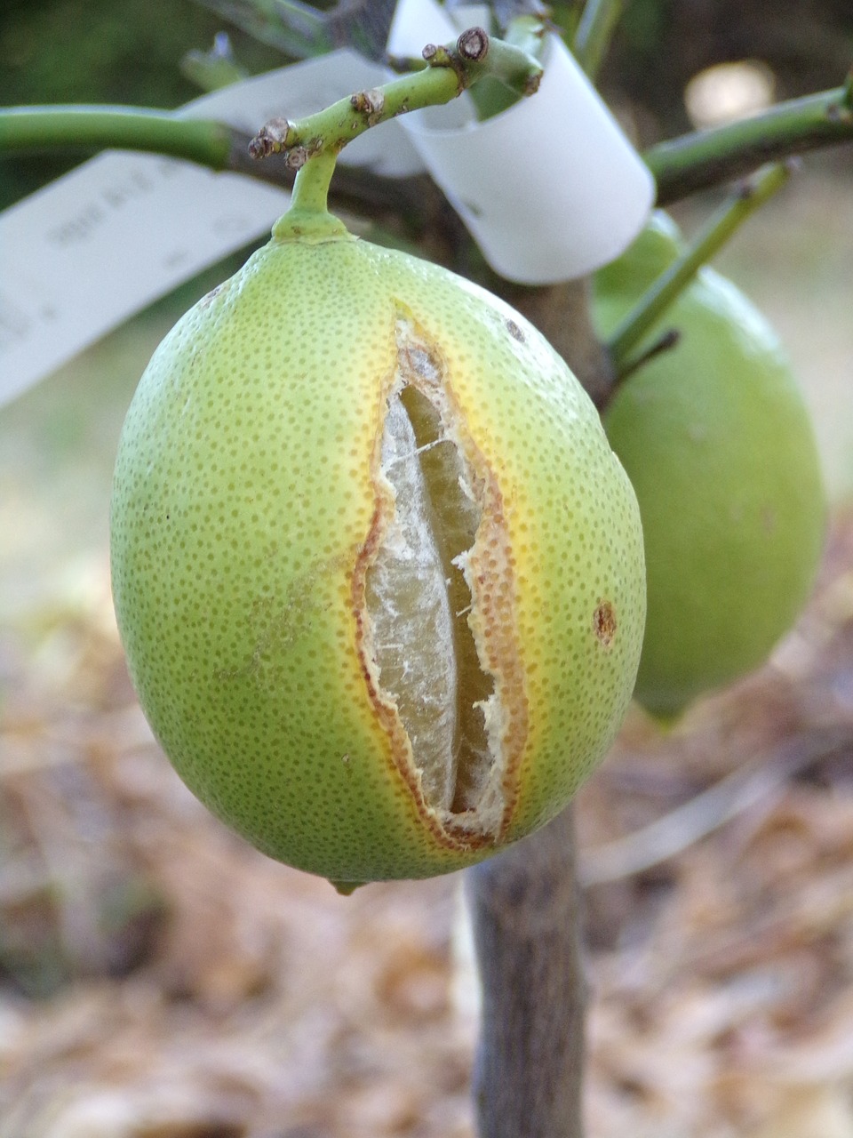 Citrina,  Vaisių,  Citrusinių,  Geltona,  Žalias,  Pobūdį,  Gervuogės,  Natūralus, Nemokamos Nuotraukos,  Nemokama Licenzija