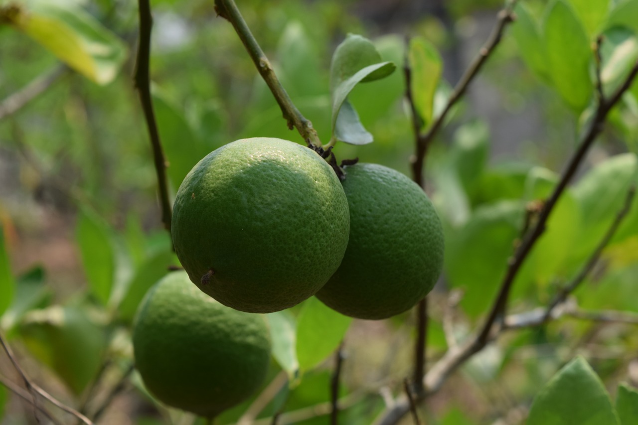 Citrina, Kalkių Žalia, Žalias, Šviežias Citrininis Citrinas, Nemokamos Nuotraukos,  Nemokama Licenzija