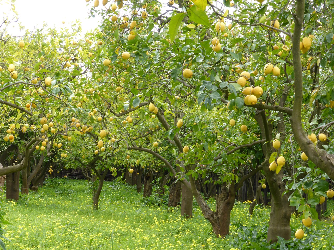 Citrinos Giraites, Citrinos, Citrinos Medžiai, Žalias, Vaisiai, Italy, Viduržemio Jūros, Sodas, Nemokamos Nuotraukos,  Nemokama Licenzija