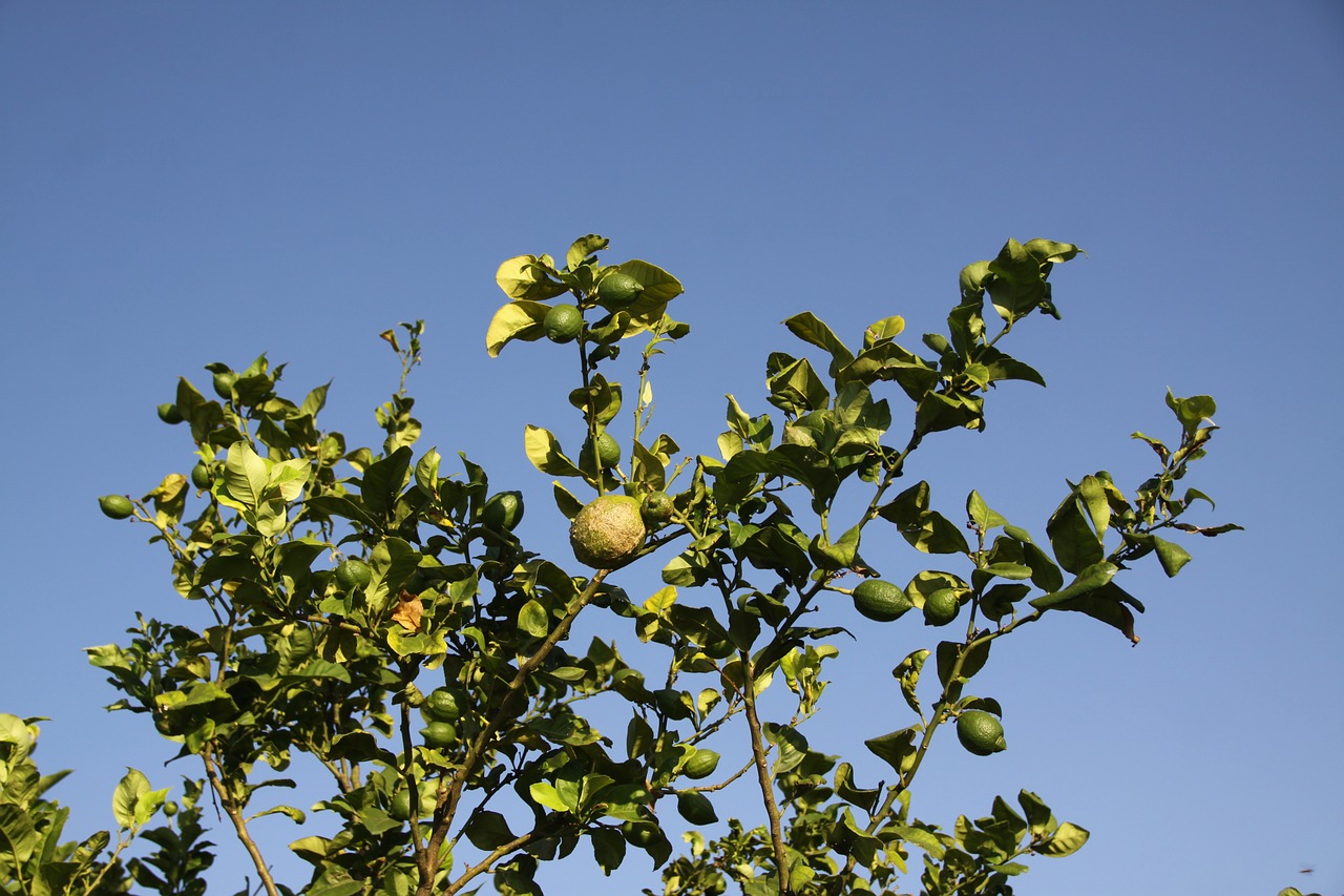 Citrinmedis, Citrina, Vaismedis, Citrusiniai, Vasara, Lapija, Nemokamos Nuotraukos,  Nemokama Licenzija