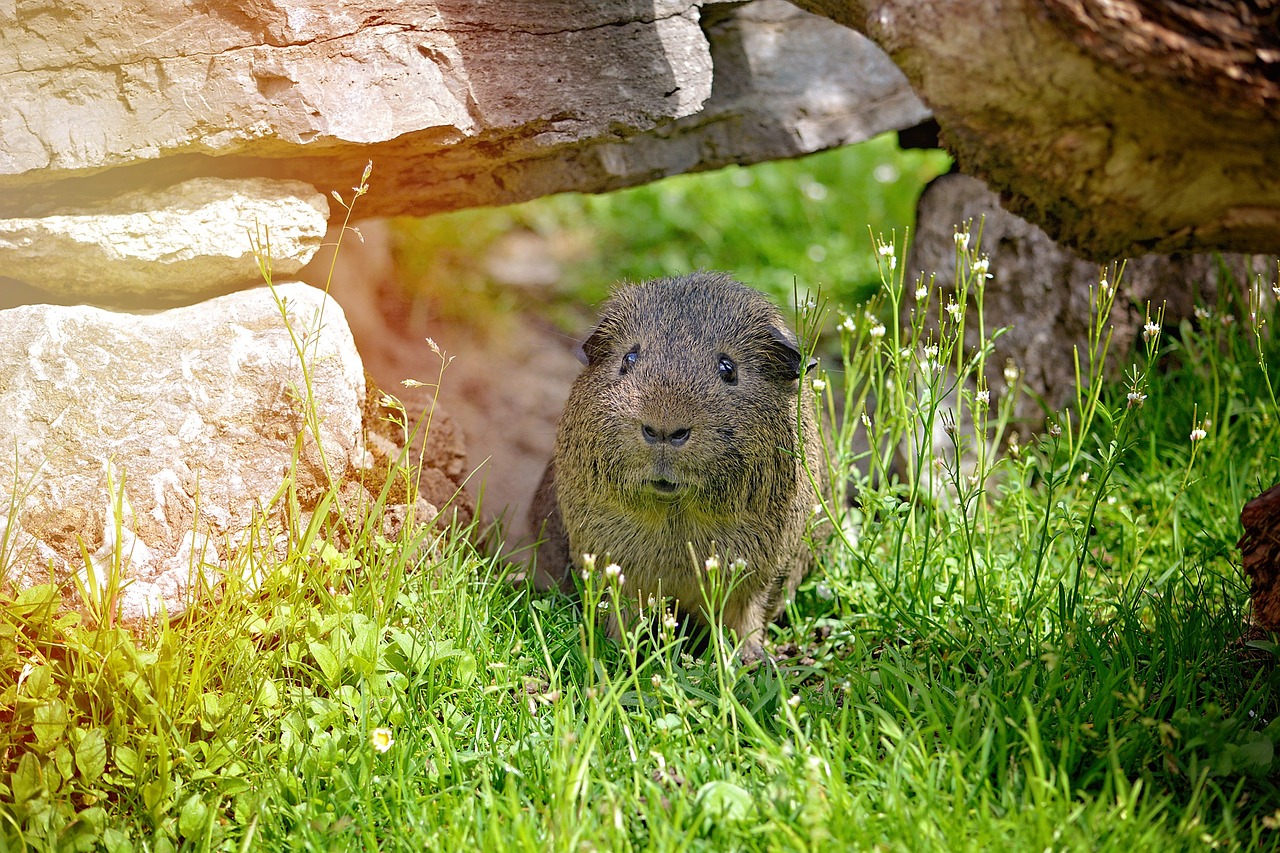 Lemonagouti,  Lygūs Plaukai,  Juoda Grietinė-Aguti,  Agouti,  Laukinis Gyvenimas,  Gamta,  Out,  Žolė,  Pieva,  Gyvūnas