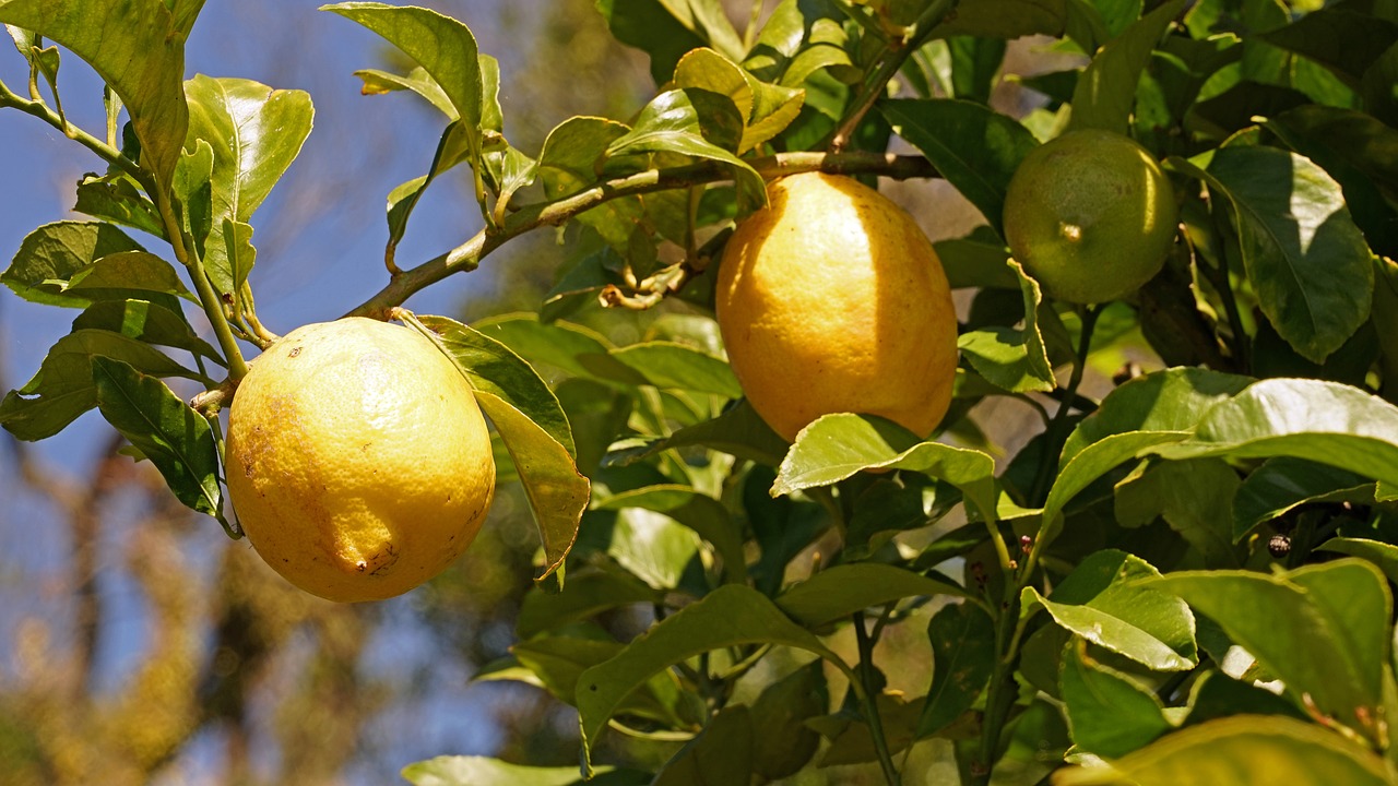 Citrinos, Citrinmedis, Citrusiniai Vaisiai, Vaisiai, Rūgštus, Vitaminai, Prinokę, Augalas, Nemokamos Nuotraukos,  Nemokama Licenzija