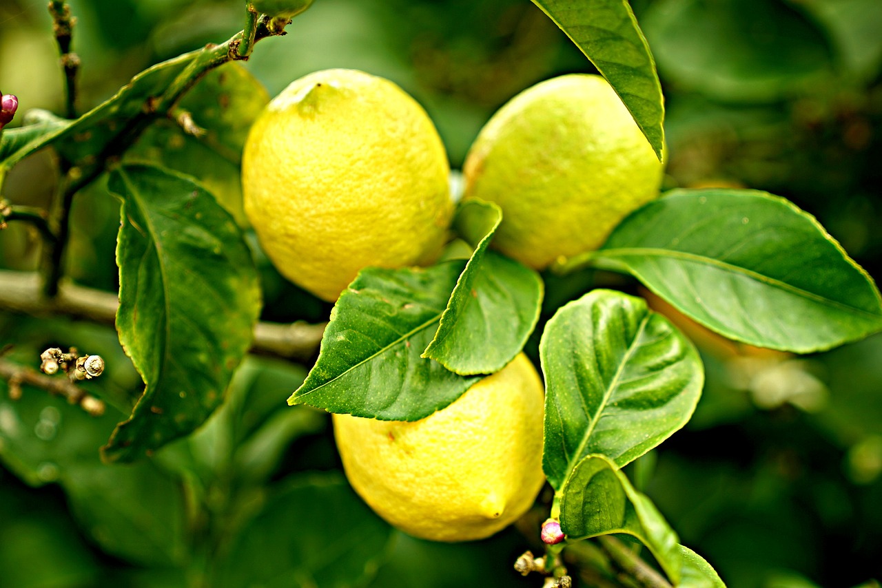 Citrinos, Citrinmedis, Citrusiniai, Natūralus, Vaisių Sodas, Ūkis, Pietų Australija, Nemokamos Nuotraukos,  Nemokama Licenzija