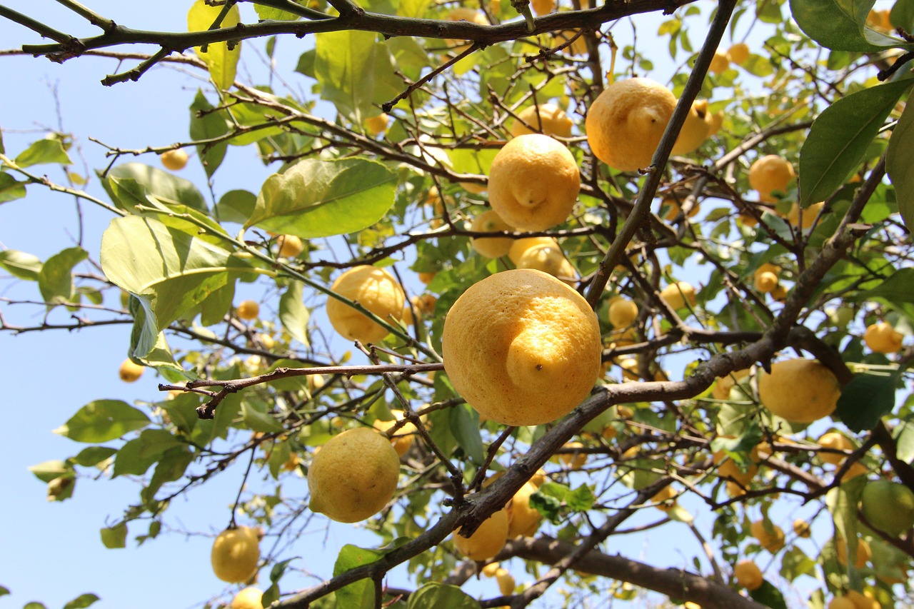 Citrinos, Medis, Citrusiniai Vaisiai, Vaisiai, Vaisiai, Gamta, Augalas, Medžiai, Citrina, Žemdirbystė