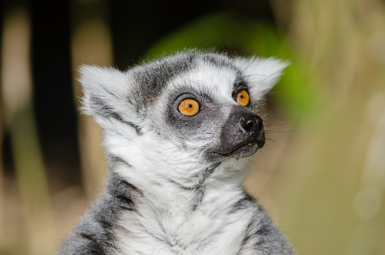 Lemūrai, Ring Tailled Lemuras, Primatas, Žinduolis, Kailis, Pilka, Madagaskaras, Portretas, Žiūri, Laukinė Gamta