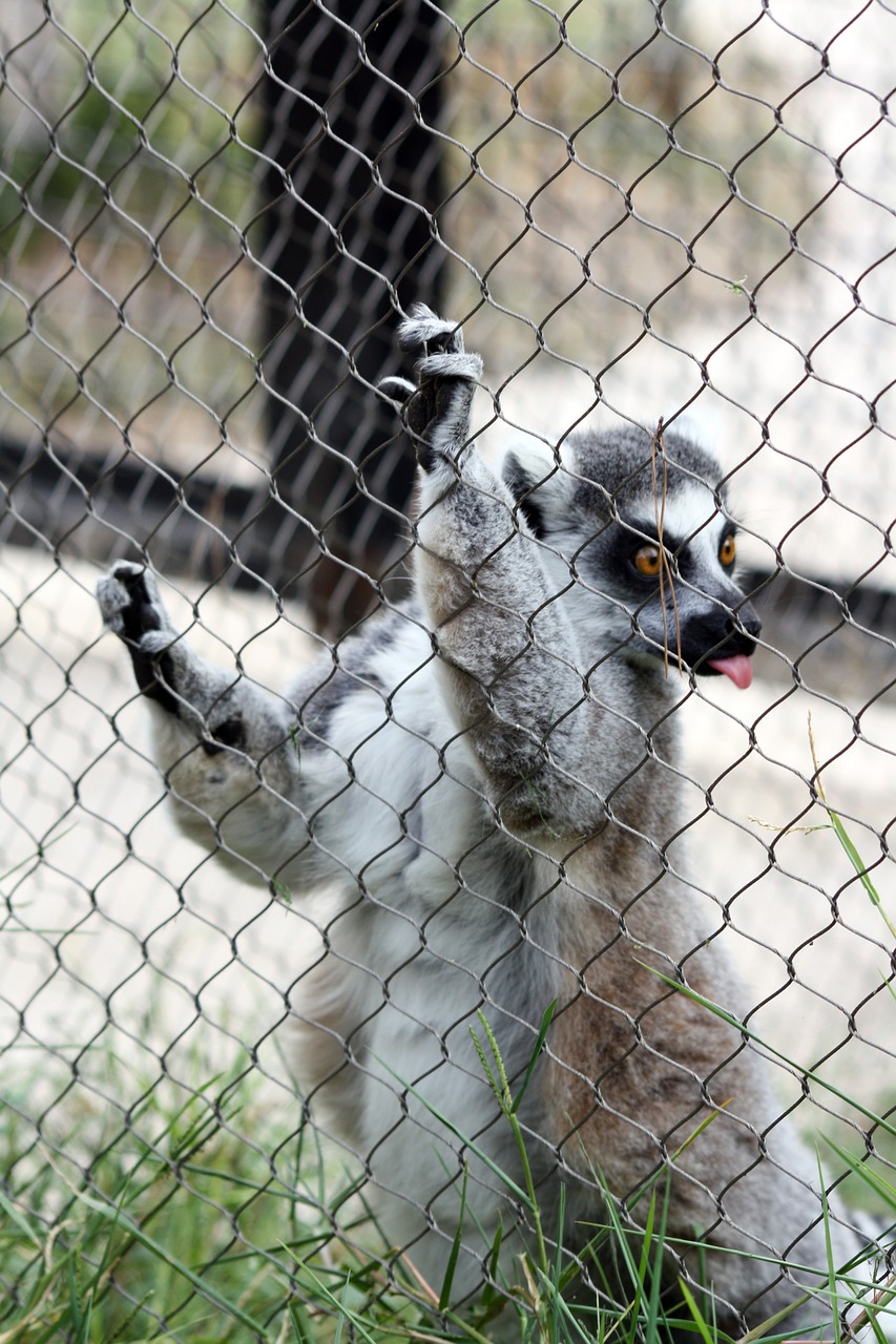 Lemūrai, Kalba, Zoologijos Sodas, Gyvūnas, Nemokamos Nuotraukos,  Nemokama Licenzija