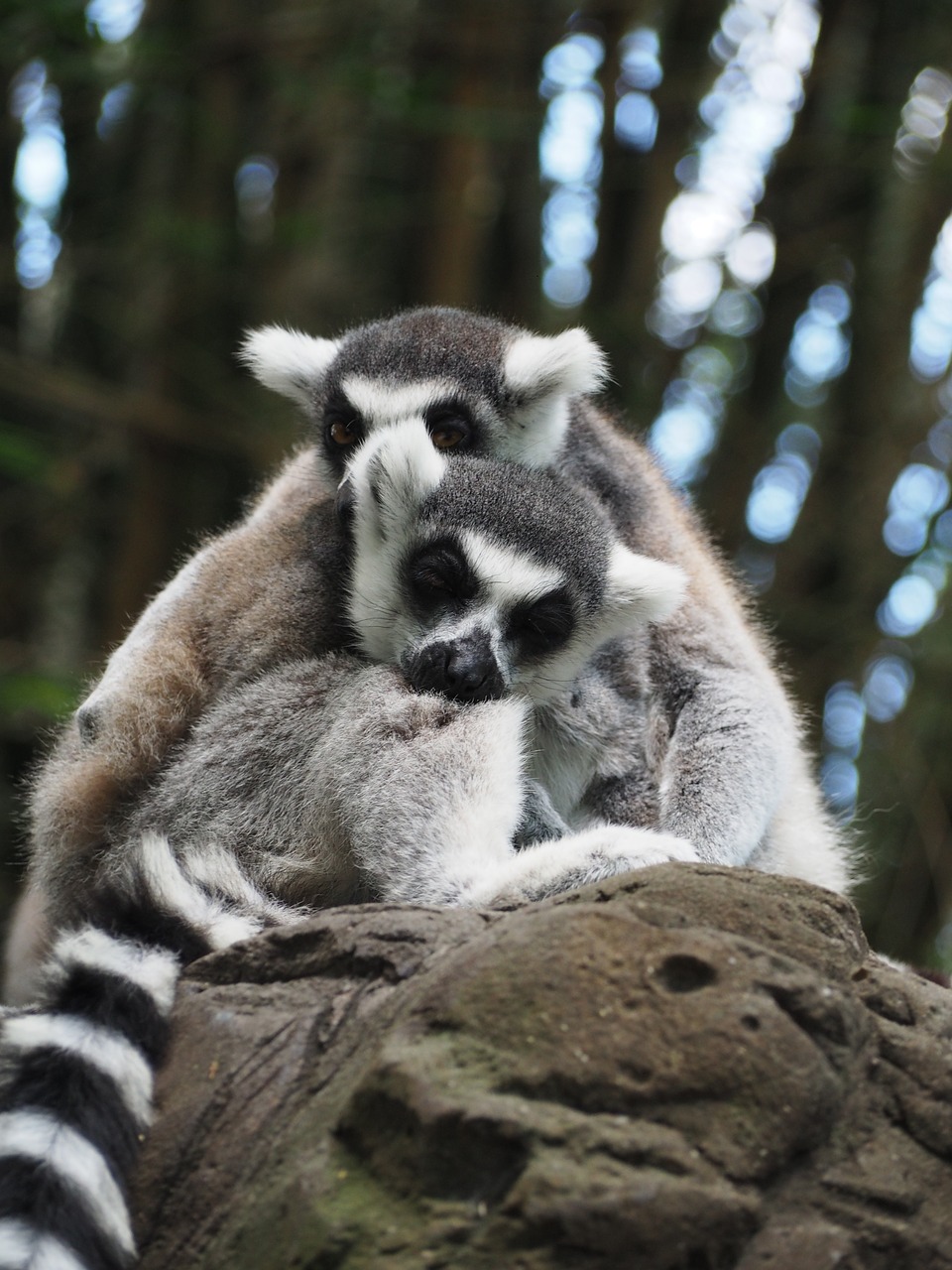 Lemūrai, Juostelė, Pilka, Zoologijos Sodas, Australia, Filialas, Nemokamos Nuotraukos,  Nemokama Licenzija