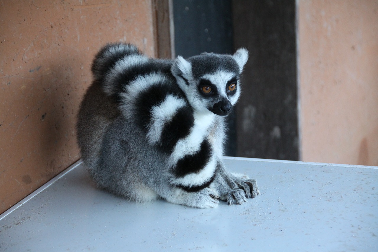 Lemūrai, Gyvūnas, Madagaskaras, Laukiniai, Nemokamos Nuotraukos,  Nemokama Licenzija