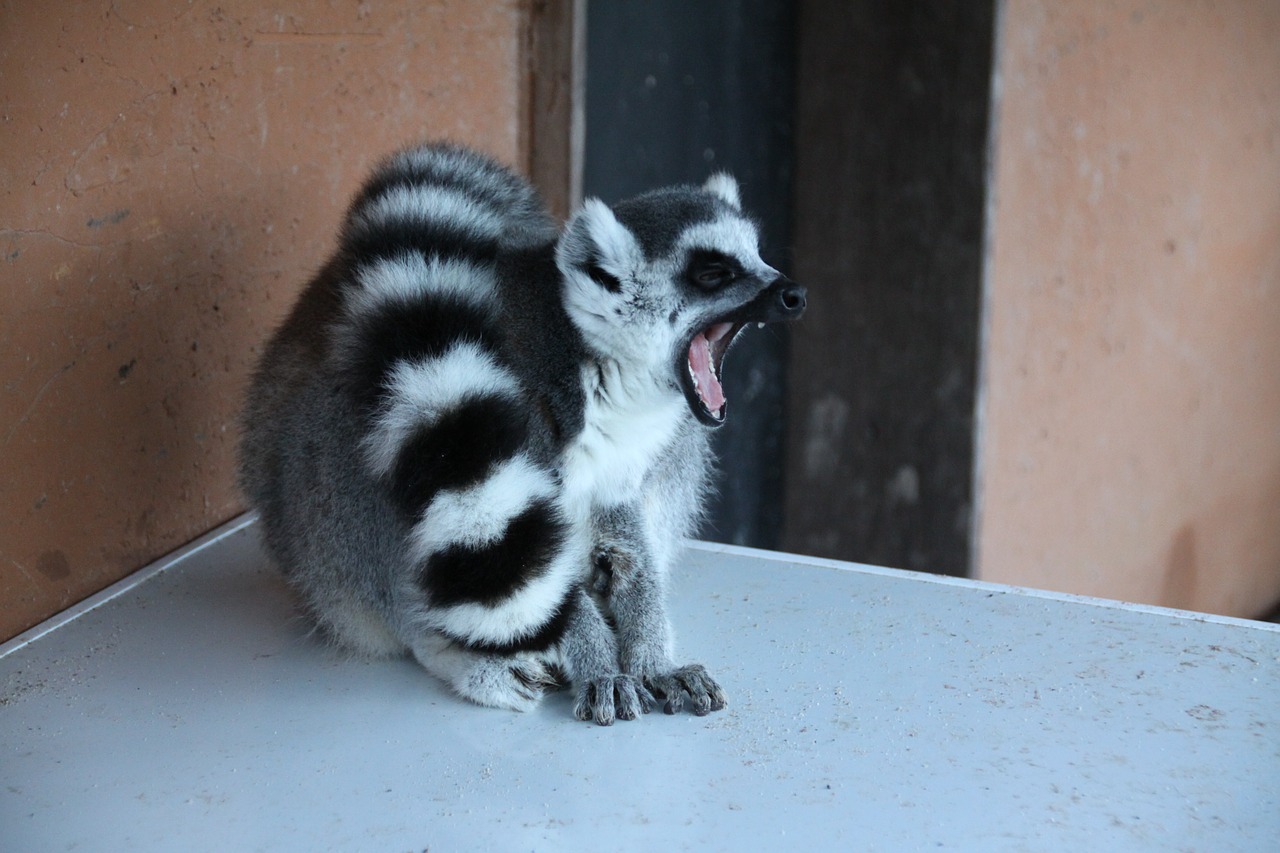 Lemūrai, Gyvūnas, Madagaskaras, Laukiniai, Nemokamos Nuotraukos,  Nemokama Licenzija