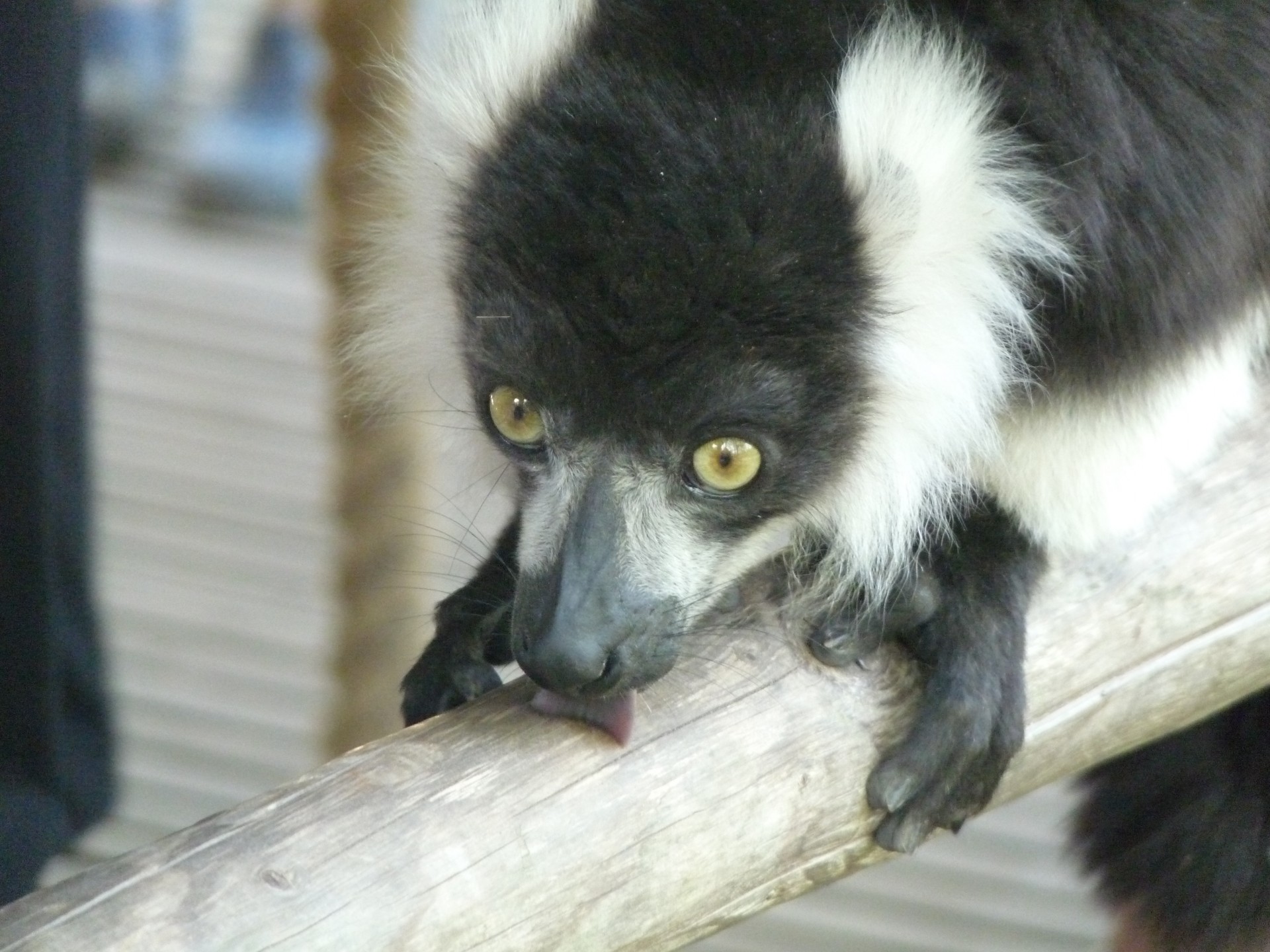 Lemūrai,  Ape,  Beždžionė,  Primatas,  Zoologijos Sodas,  Laižyti,  Lyžis,  Lemūrai, Nemokamos Nuotraukos,  Nemokama Licenzija