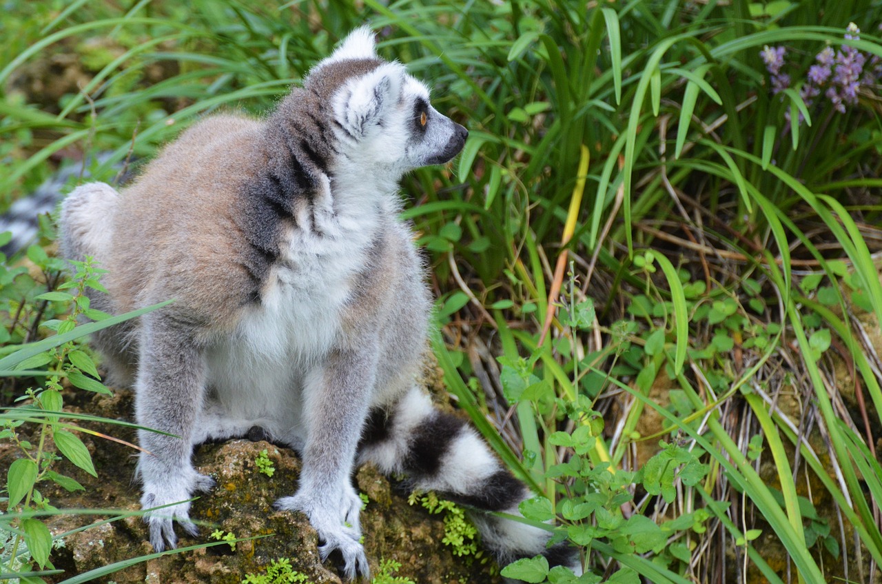 Lemūrai, Maki, Laukiniai, Maki Katta, Madagaskaras, Gyvūnai, Beždžionių Maki, Zoologijos Sodas, Mayotte, Beždžionė