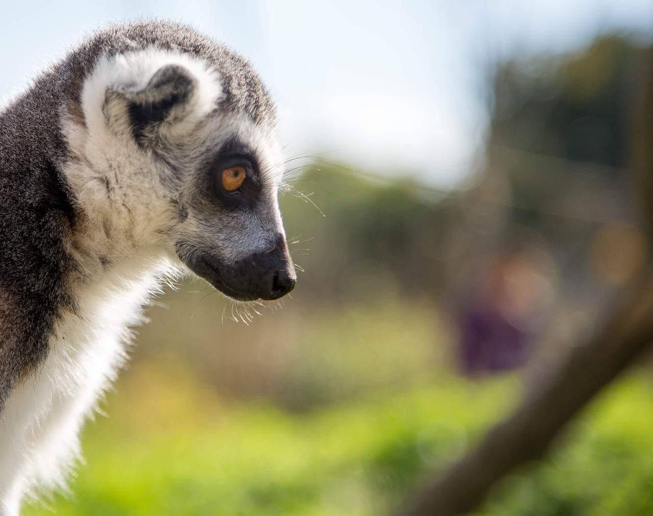 Lemūrai, Portretas, Gamta, Laukiniai, Laukinė Gamta, Gyvūnas, Žinduolis, Zoologijos Sodas, Madagaskaras, Lauke