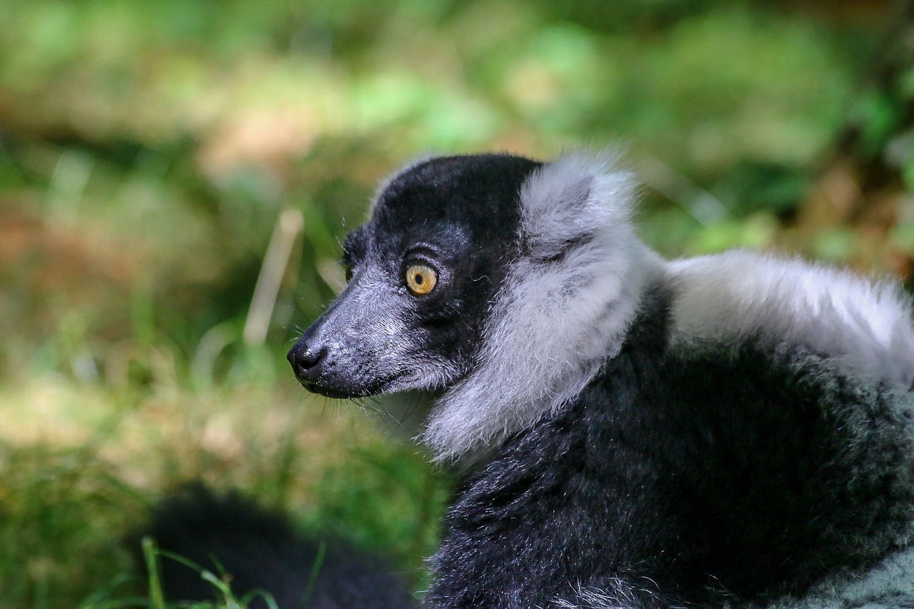 Lemūrai, Gyvūnas, Laukiniai, Zoologijos Sodas, Maki, Madagaskaras, Plaukai, Laukinis Gyvūnas, Nemokamos Nuotraukos,  Nemokama Licenzija