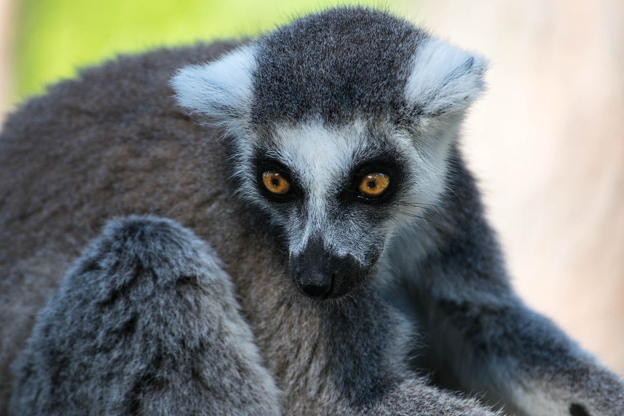 Lemūrai, Zoologijos Sodas, Gyvūnas, Madagaskaras, Žinduolis, Veidas, Primatas, Tailed, Portretas, Nemokamos Nuotraukos