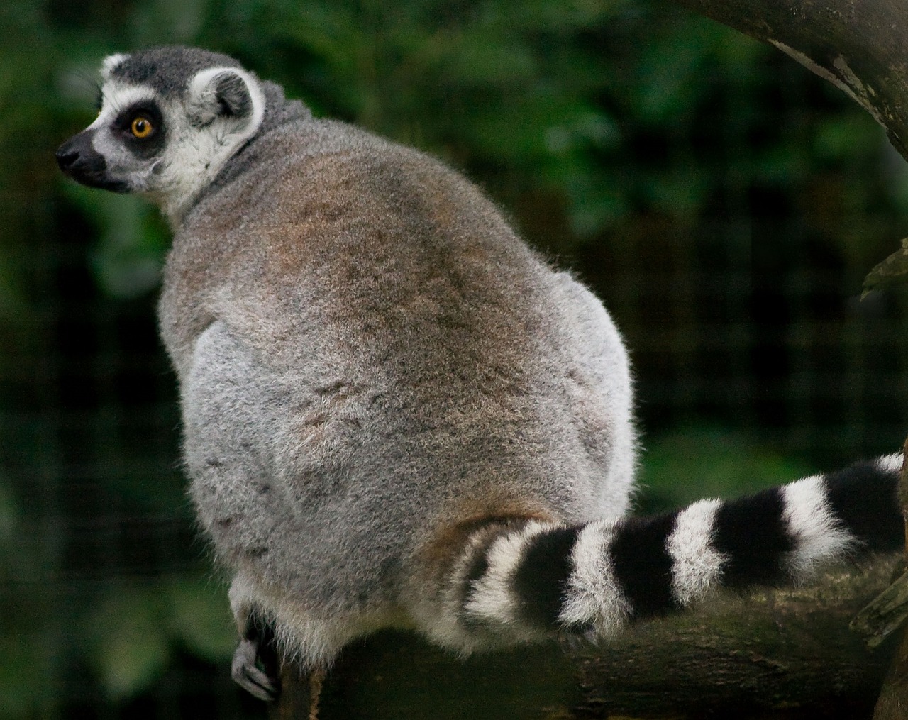 Lemūrai, Ring Tailled Lemuras, Primatas, Žinduolis, Kailis, Pilka, Madagaskaras, Žiūri, Zoologijos Sodas, Gaubtas