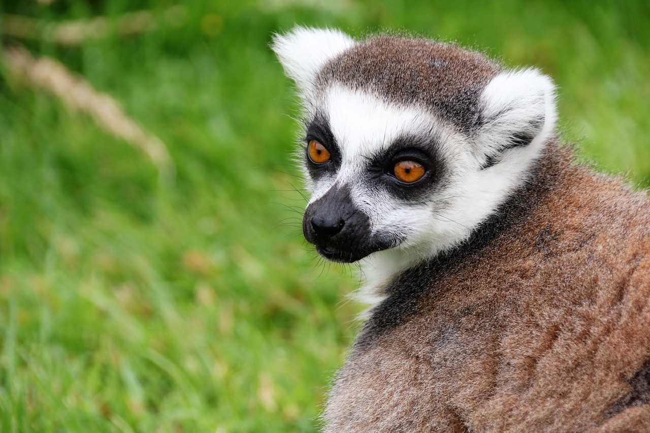 Lemūrai, Beždžionė, Madagaskaras, Gyvūnas, Žinduolis, Primatas, Laukinė Gamta, Žieduotas Taurė, Portretas, Nemokamos Nuotraukos