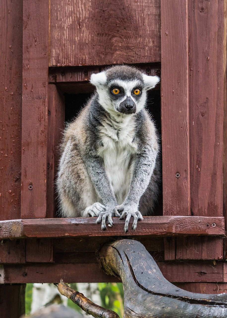 Lemūrai, Gyvūnas, Gamta, Zoologijos Sodas, Madagaskaras, Afrikos, Nemokamos Nuotraukos,  Nemokama Licenzija