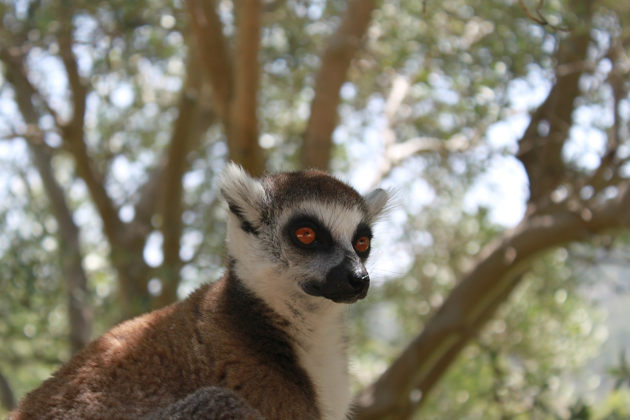 Lemūrai, Gyvūnas, Lemurs, Gamta, Žinduolis, Zoologijos Sodas, Laukinis Gyvenimas, Madagaskaras, Beždžionė, Iš Arti