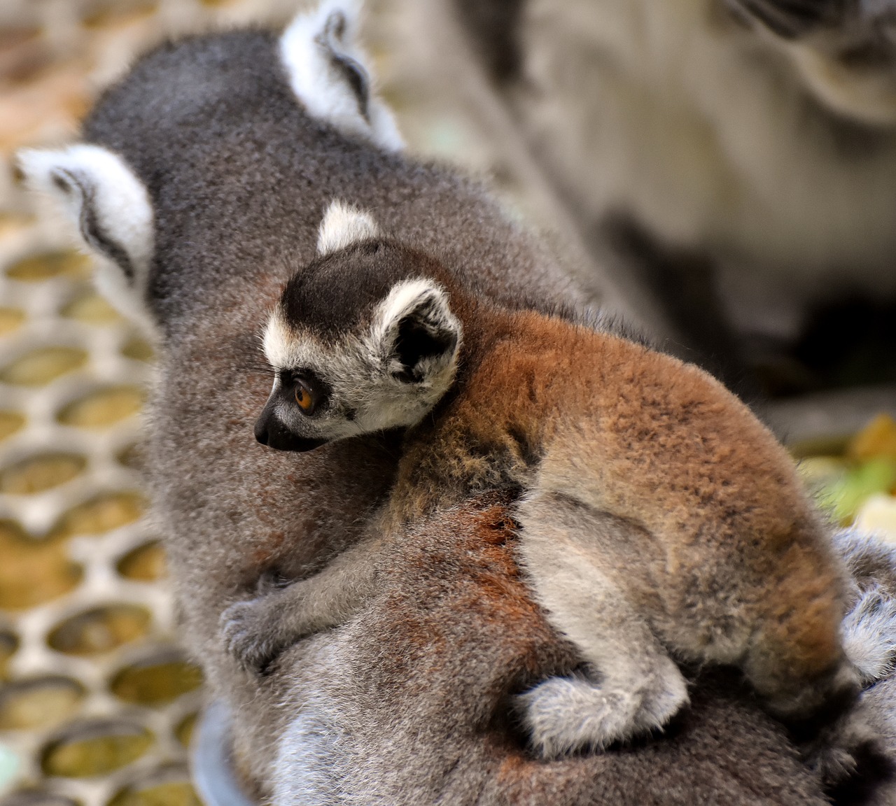 Lemūrai, Ape, Motina, Vaikas, Jaunas Gyvūnas, Mielas, Tierpark Hellabrunn, Munich, Pūkuotas, Nemokamos Nuotraukos