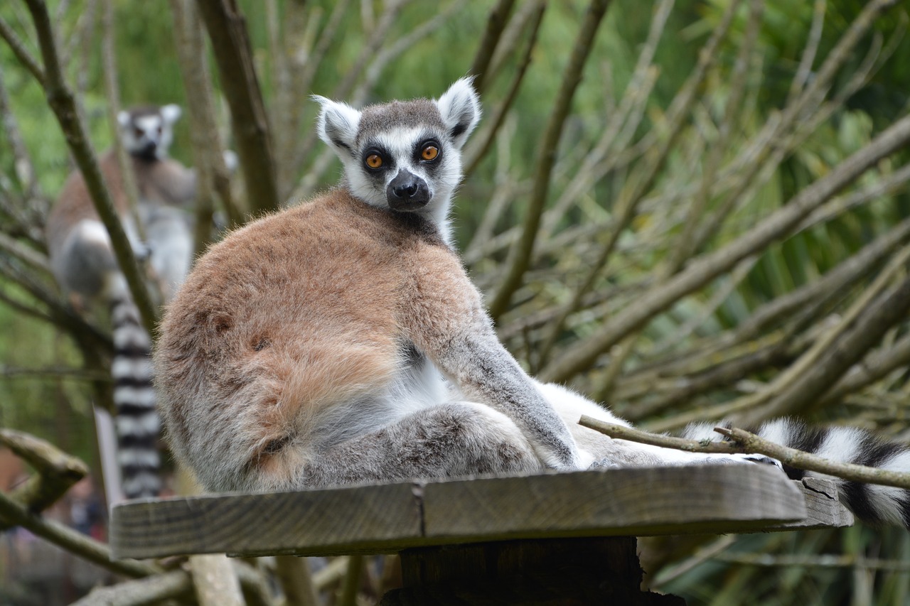 Lemūrai, Gyvūnas, Zoologijos Sodas, Beždžionė, Madagaskaras, Laukiniai, Nemokamos Nuotraukos,  Nemokama Licenzija