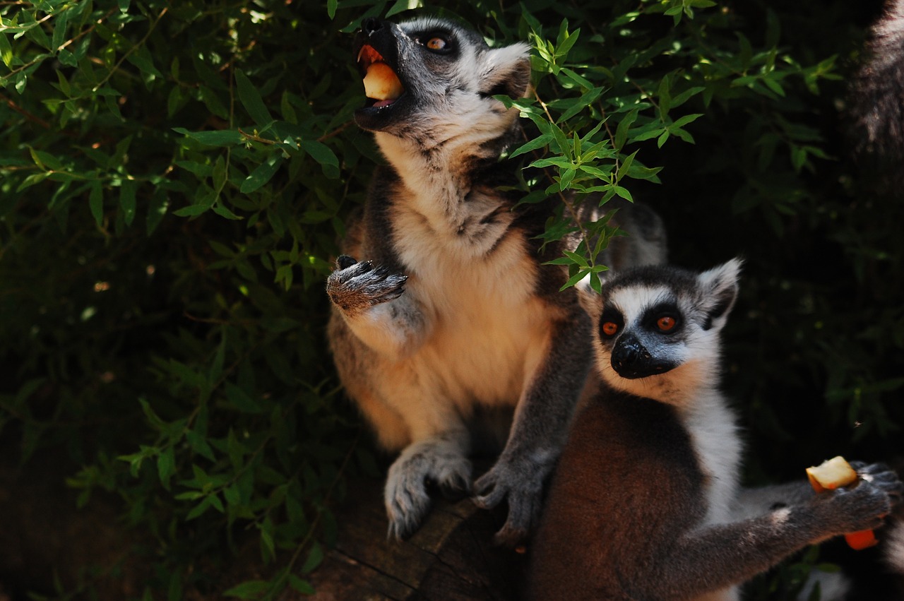 Lemūrai, Sėdi, Zoologijos Sodas, Aišku, Zoologijos Sodas, Gyvūnas, Lemurs, Žinduolis, Laukinis Gyvūnas, Valgymas