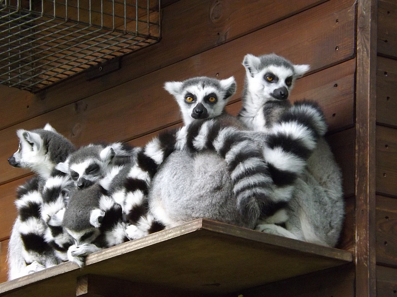 Lemūrai, Laukinė Gamta, Gyvūnas, Primatas, Zoologijos Sodas, Mielas, Žieduotas Taurė, Kailis, Lemūrai, Beždžionė