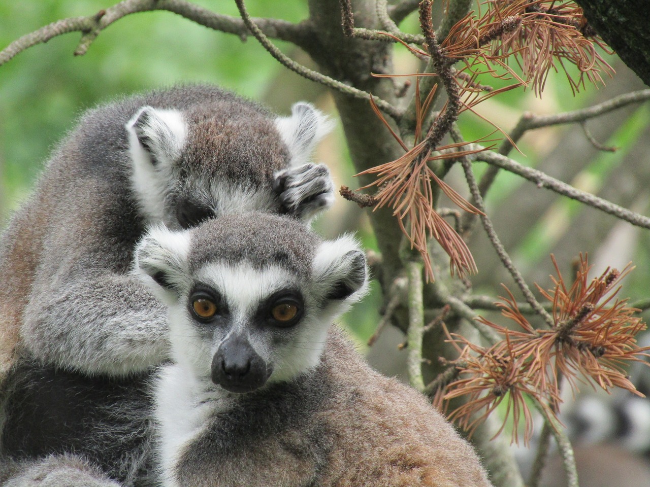 Lemūrai, Zoologijos Sodas, Gyvūnas, Galva, Nemokamos Nuotraukos,  Nemokama Licenzija