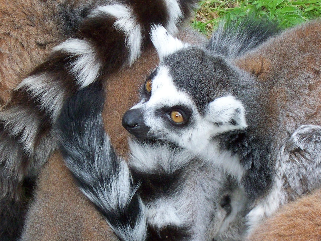 Lemūrai, Gyvūnas, Laukinė Gamta, Laukiniai, Zoologija, Žinduolis, Rūšis, Dykuma, Aplinka, Lauke