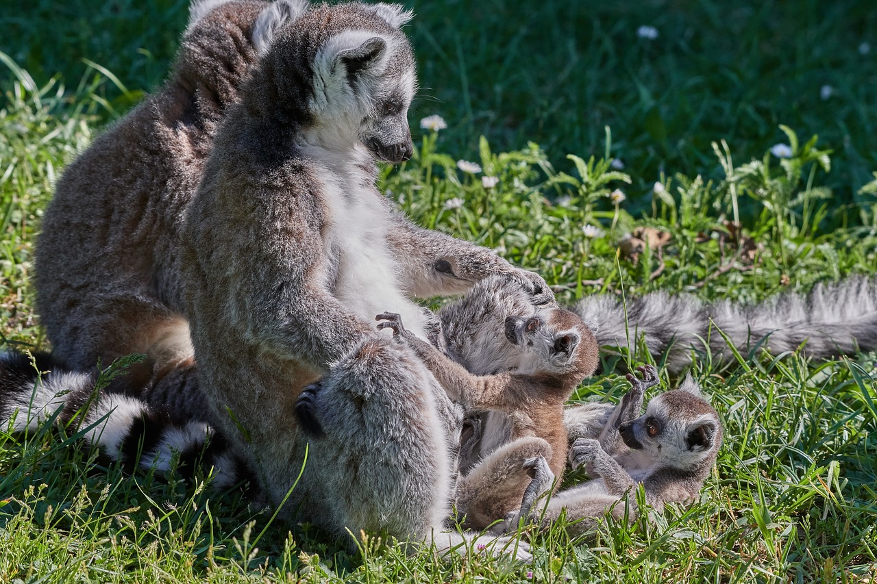 Lemūrai,  Ape,  Jauna Gyvūnų,  Motina,  Madagaskaras,  Žiedas Tailed Lemūrai,  Lemūrai Catta,  Mielas, Nemokamos Nuotraukos,  Nemokama Licenzija