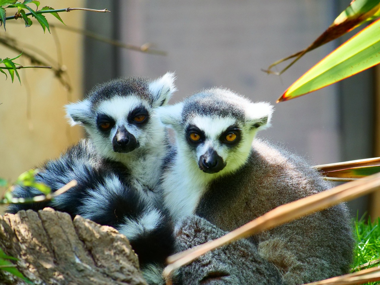 Lemūrai,  Žiedas Tailed Lemūrai,  Gyvūnijos,  Gyvūnas,  Primatų,  Žinduolis,  Madagaskaras,  Kailiai,  Žiedas-Tailed,  Išnykstantis