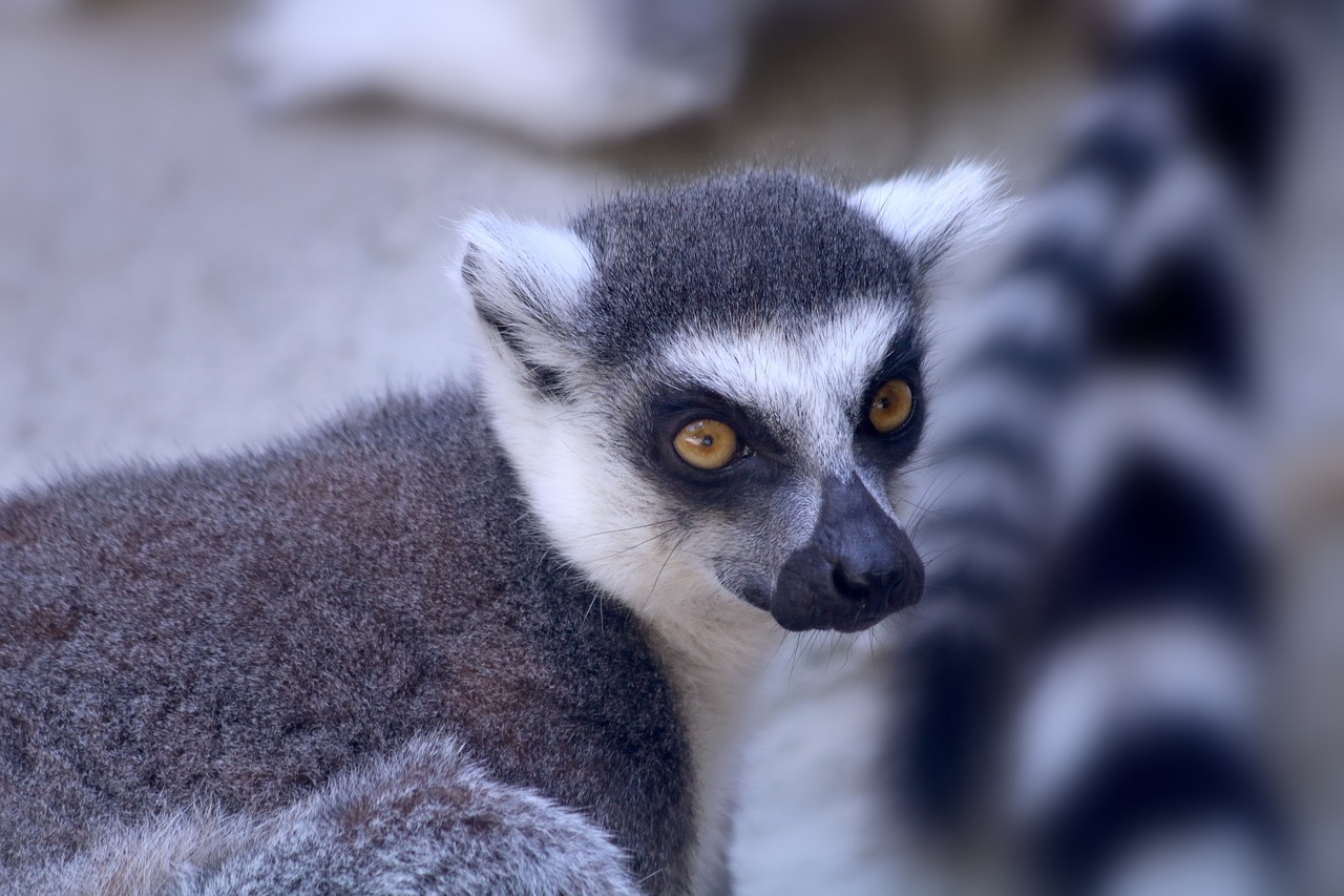 Lemūrai,  Beždžionė,  Gyvūnas,  Žinduolis,  Zoologijos Sodas, Nemokamos Nuotraukos,  Nemokama Licenzija