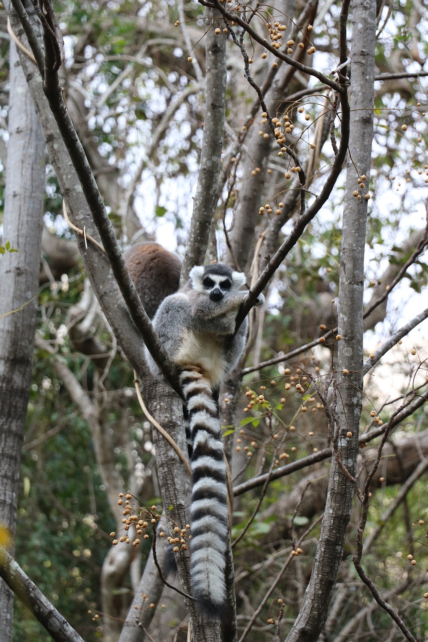 Lemūrai,  Gyvūnas,  Pobūdį,  Madagaskaras,  Plaukuotas,  Žinduolis,  Laukinis, Nemokamos Nuotraukos,  Nemokama Licenzija