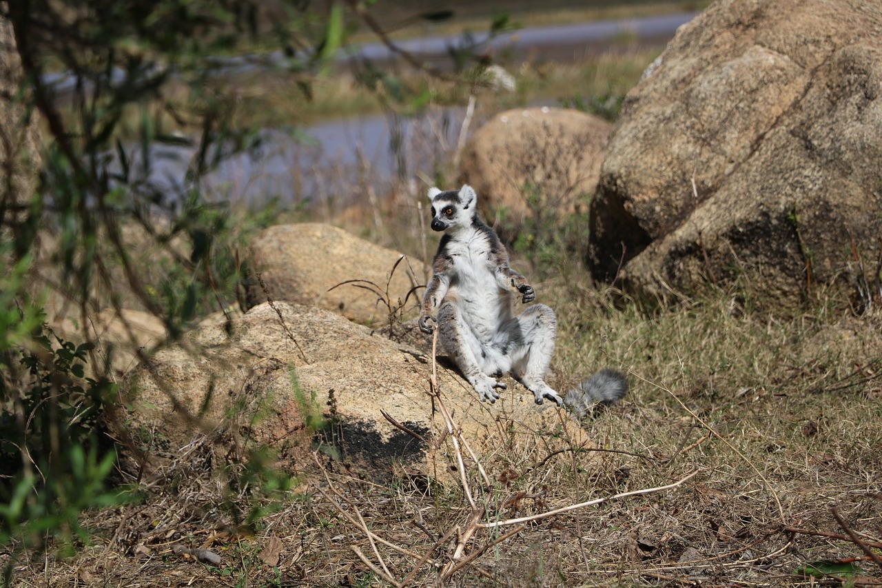 Lemūrai,  Laukinių,  Pobūdį,  Madagaskaras,  Miškas, Nemokamos Nuotraukos,  Nemokama Licenzija