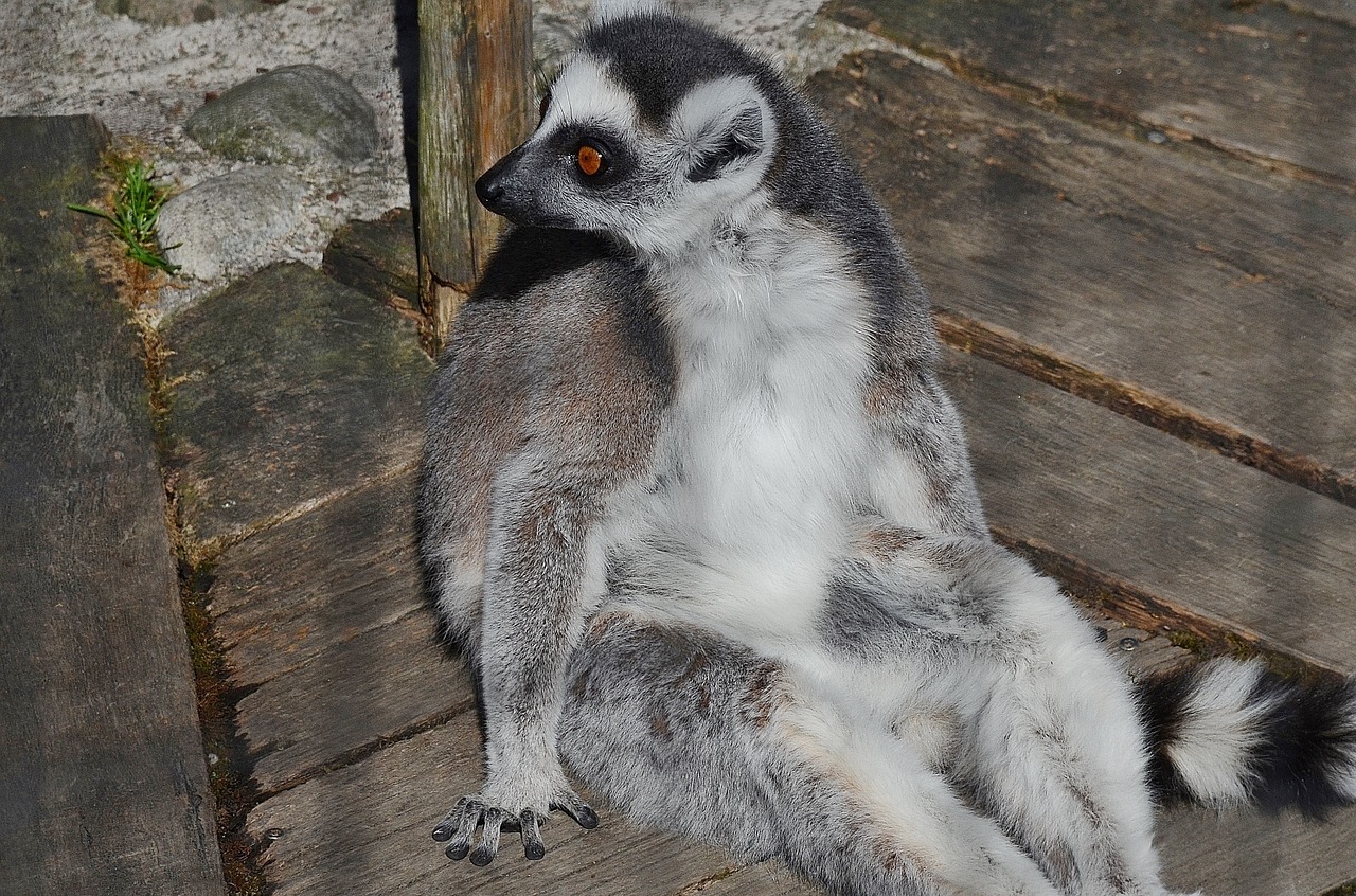 Lemūrai, Žinduolis, Mielas, Madagaskaras, Naminis Gyvūnėlis, Nemokamos Nuotraukos,  Nemokama Licenzija