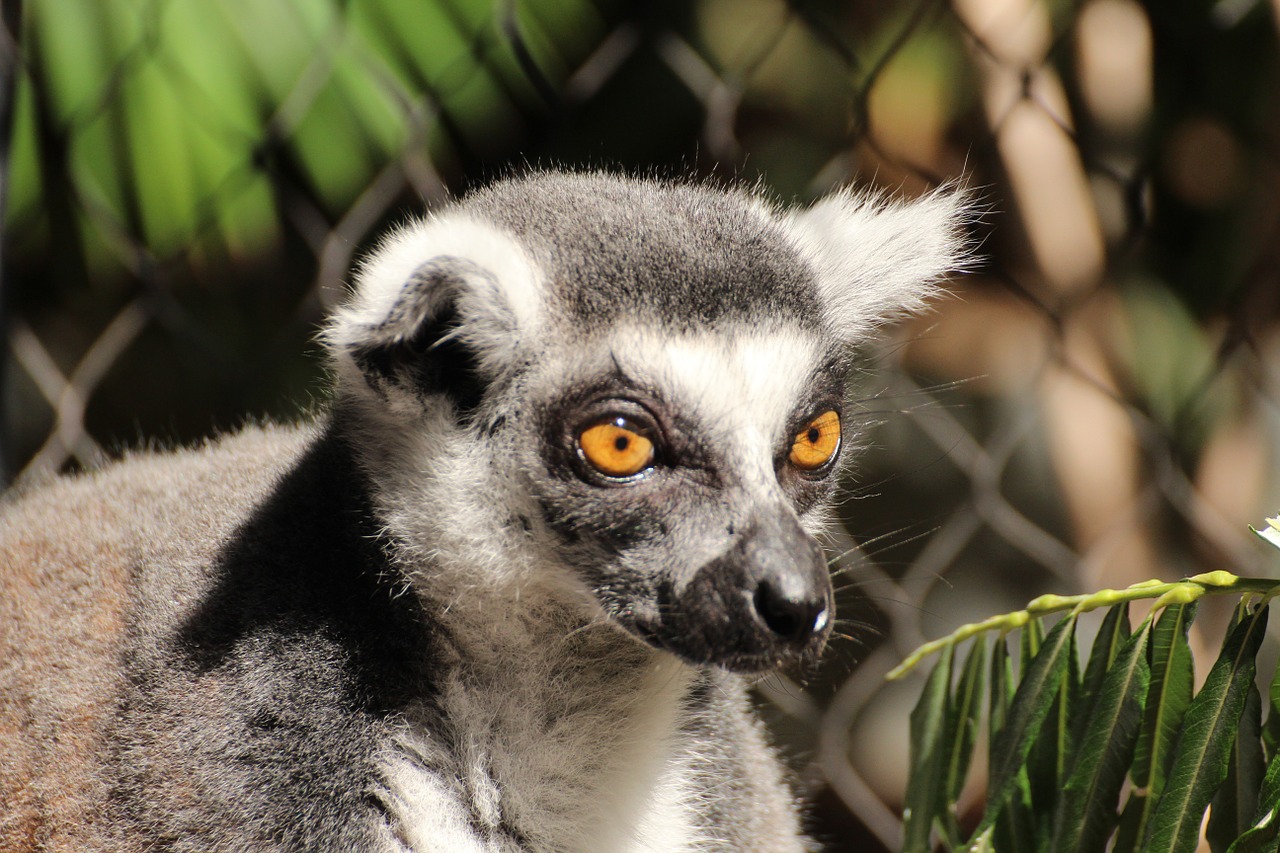 Lemūrai, Gyvūnas, Ring Tailled Lemuras, Lemūrai Katta, Primatų Rūšys, Lemuriformos, Madagaskaras, Gyvūnai, Nemokamos Nuotraukos,  Nemokama Licenzija