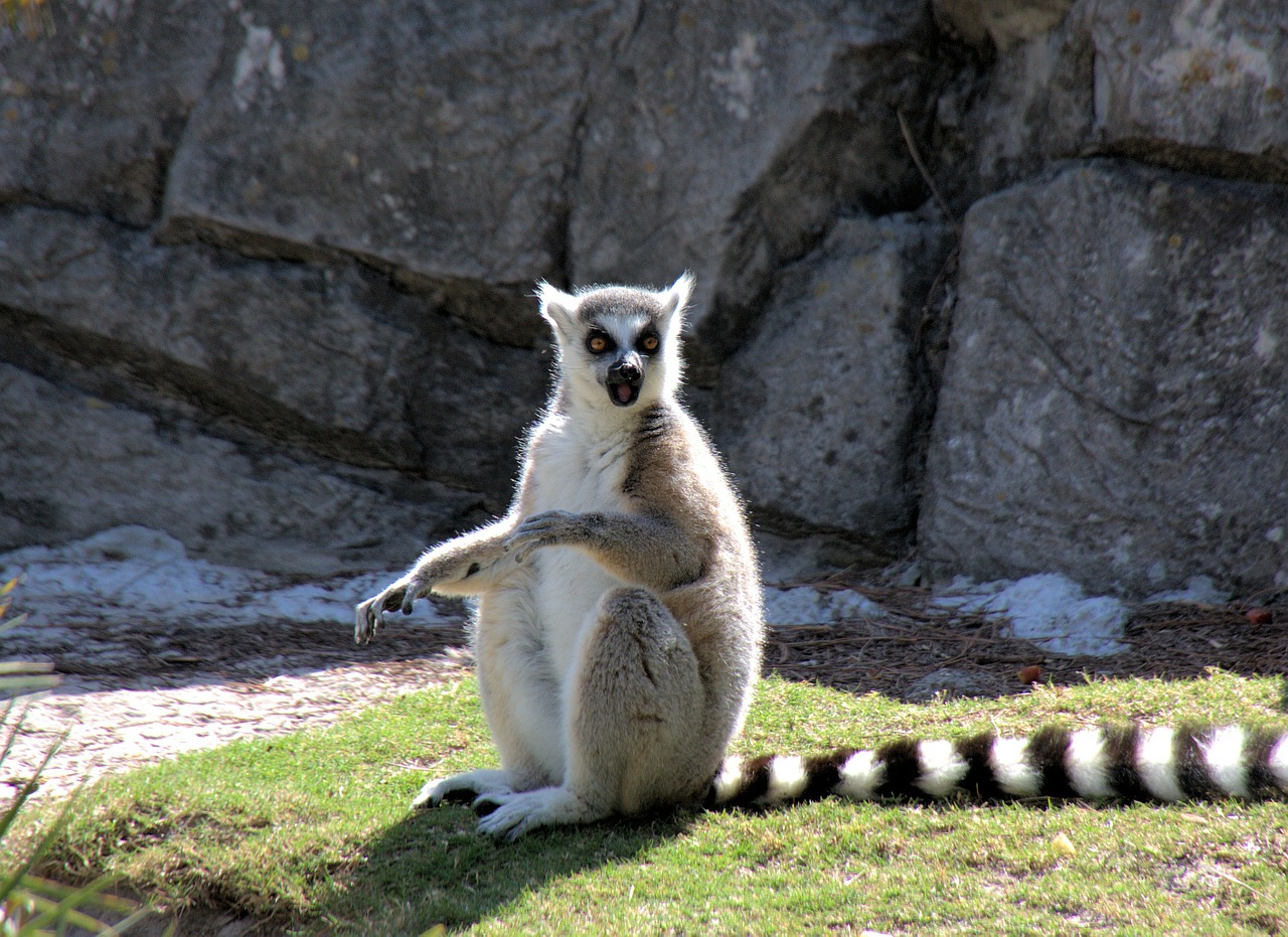 Lemūrai, Gyvūnas, Lemurs, Gamta, Mielas, Žinduolis, Zoologijos Sodas, Lauke, Kailis, Nemokamos Nuotraukos