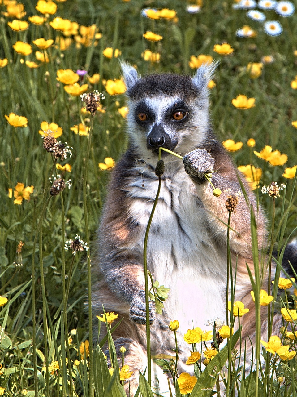 Lemūrai,  Majunga,  Gyvūnas,  Gyvūnai,  Madagaskaras,  Gamta, Nemokamos Nuotraukos,  Nemokama Licenzija